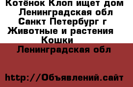 Котёнок Клоп ищет дом! - Ленинградская обл., Санкт-Петербург г. Животные и растения » Кошки   . Ленинградская обл.